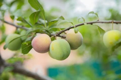 Green plum fruit Stock Photos