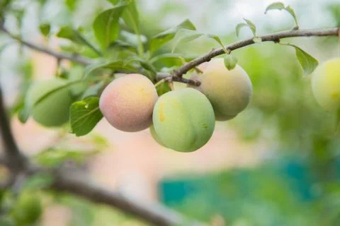 Green plum fruit Stock Photos
