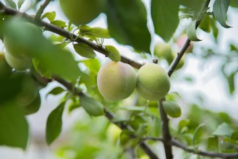 Green plum fruit Stock Photos