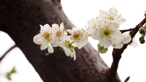 Green plum fruit tree flowers Stock Footage 209916785