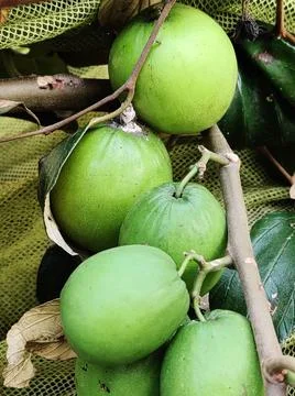 Green Plum Stock Photos
