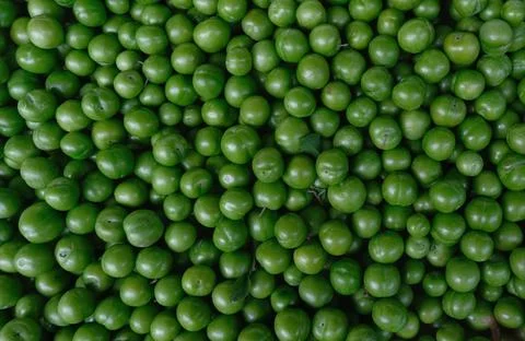 Green plum. Stock Photos
