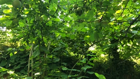 A green plum tree Stock Footage 114272091