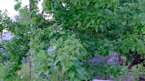 Green Plum Tree Growing in a Summer Garden Video stock 344399630