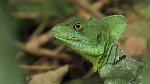 Green Plumed Basilisk (Basiliscus plumifrons) in Tropical Forest, Close, 4k Stock Footage 231349693