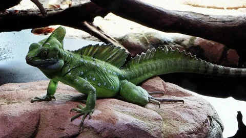 Green Plumed Basilisk Resting, Basiliscus plumifrons Stock Footage 218942858