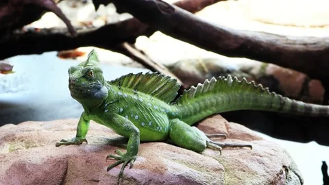 Green Plumed Basilisk Resting, Basiliscus plumifrons, zoom in Stock Footage 231035836