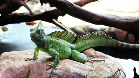 Green Plumed Basilisk Resting, Basiliscus plumifrons, zoom in Stock Footage 231035891