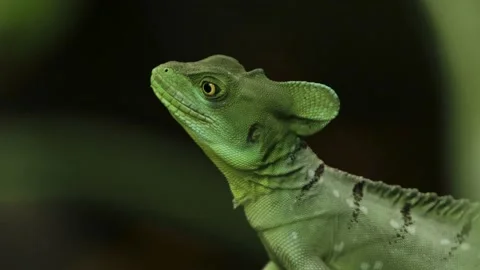 Green Plumed Basilisk Running through Tropical Forest (Basiliscus plumifrons) Stock Footage 231349886