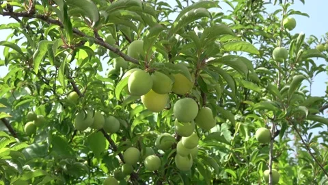 Green plumps on the tree Stock Footage 132284089