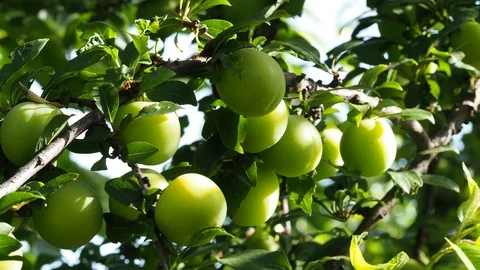 Green plums Stock Footage 93116547