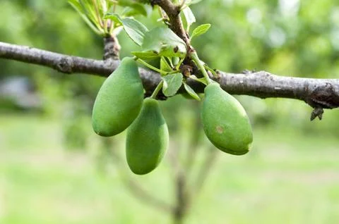 Green plums Stock Photos