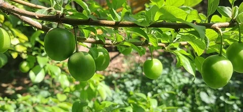 Green Plums on Tree Branch Stock Footage 336132974