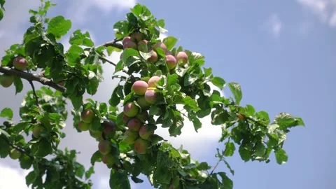 Green plums on a tree branch in the spring season against the background of a Stock Footage 146051509