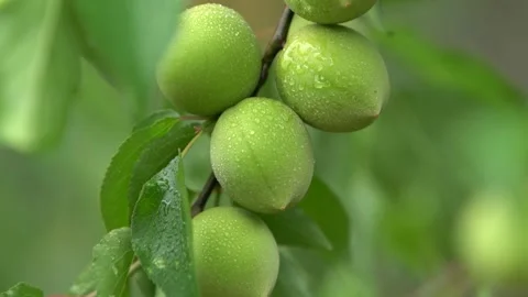 Green Plums on the Tree Video stock 331019787