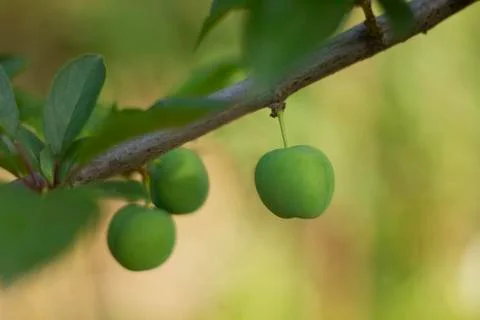 Green Plums on the tree Stock Photos