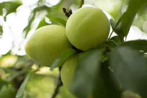 Green plums on the tree Stock Photos