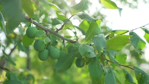 Green plums on the tree. Unripe harvest. Stock Footage 106922064