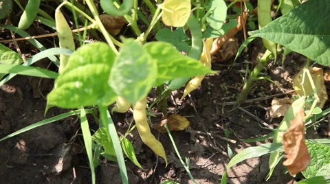 Green pods, beans on the plant, string bean, snap bean, vegetables garden, farm 스톡 동영상 40633300