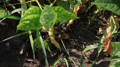 Green pods, beans on the plant, string bean, snap bean, vegetables garden, farm Stock Footage 40633320