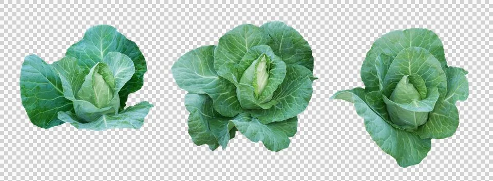 Green pointed cabbage set isolated on transparent background Stock Photos