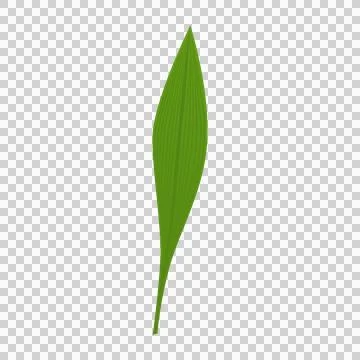 Green pointed leaf illustration for spring garden plant. Stock Illustration