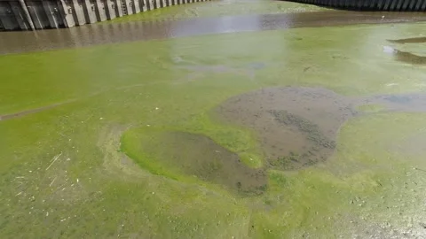 Green polluted water in the river, close up Stock Footage 238900898