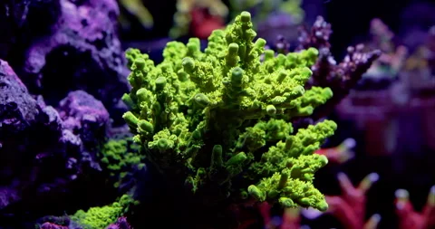 Green Polyp Acropora Extreme macro closeup in a saltwater reef aquarium. Closeup Stock Footage 289326386