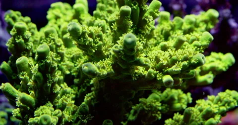 Green Polyp Acropora Extreme macro closeup in a saltwater reef aquarium. Closeup Stock Footage 289326491