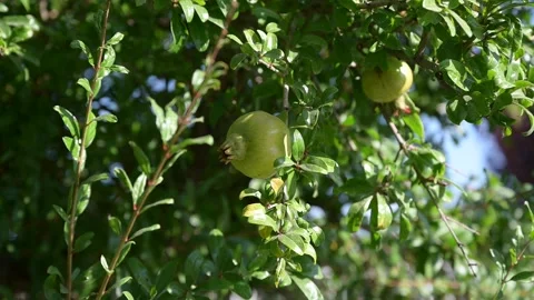 Green pomegranate growing on a tree Video stock 264264094