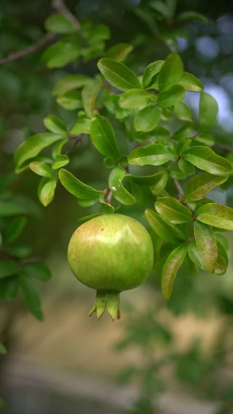 Green Pomegranate Hangs From Tree Branch and Sways in Wind Stock Footage 344915592