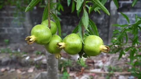 Green pomegranate on the tree Stock Footage 287606604