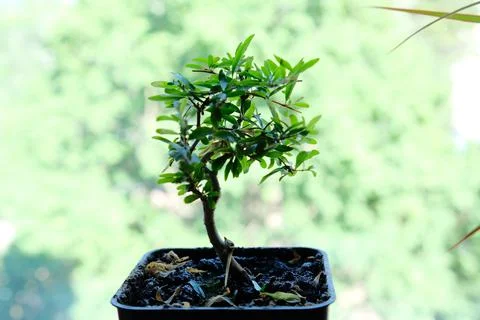 Green pomegranate tree Stock Photos