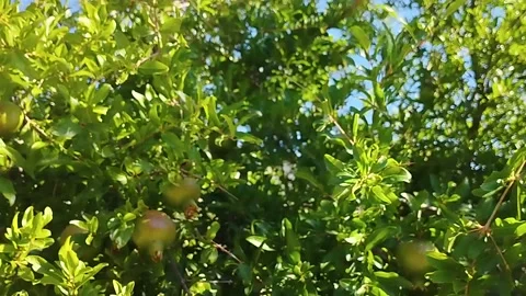 Green pomegranates on a tree growing on a beach in the mountains Stock Footage 203734295