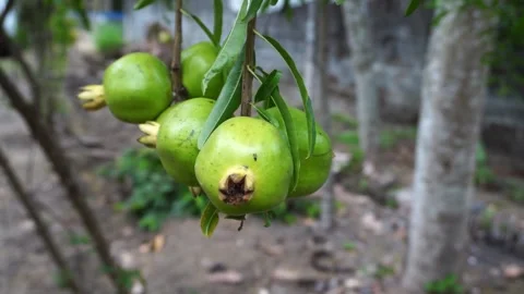 Green pomegranates in the wind Stock Footage 287606504