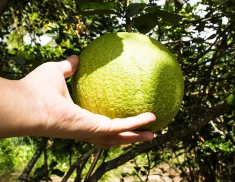 Green pomelo fruit and hand Foto stock