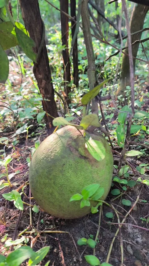 Green pomelo fruit Video stock 336551354