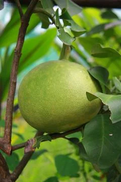 Green Pomelo Fruit Growing on Tree Branch Stock Photos
