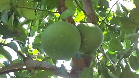 Green pomelo fruit hanging on the tree Video stock 121505141