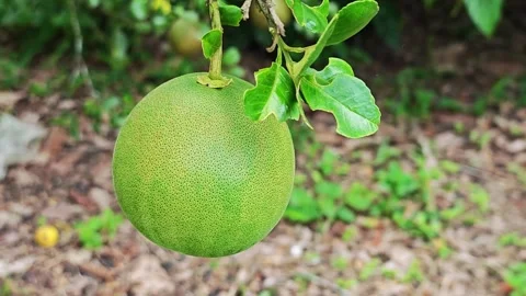 Green pomelo fruit hanging on the tree branch. Stock Footage 340711050