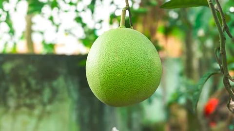 Green Pomelo Fruit Hanging Tree Citrus Fruit Natural Environment Stock Photos