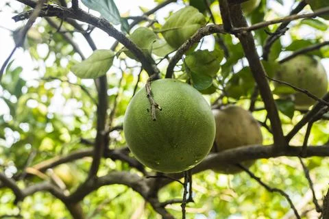 Green pomelo fruit hanging on tree branches with lush green leaves in an or.. Stock Photos