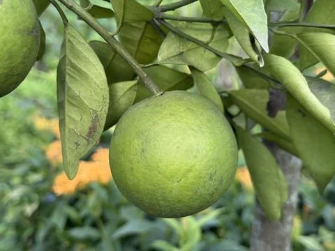 A Green pomelo fruit hangs from a tree with lush green leaves surrounding it Foto stock