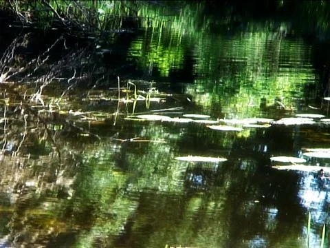 Green Pond 1 Stock Footage 489915