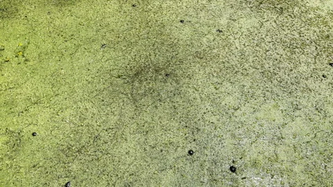 Green pond algae creates textured grunge background plate Stock Footage 335946362