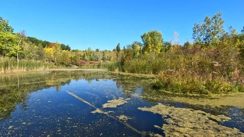 Green pond algae flowing on current floating island autumn nature scene Stock Footage 217439746