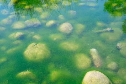 Green pond algae Stockfoto's