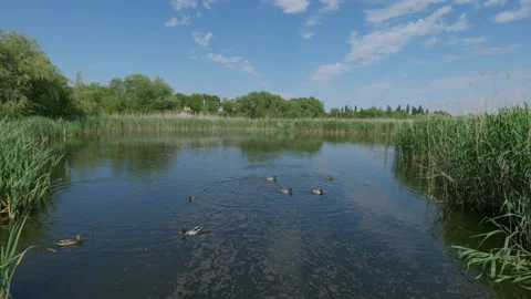 Green Pond with Ducks in Summer 스톡 동영상 195301483