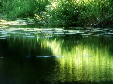 Green Pond Stock Footage 489914