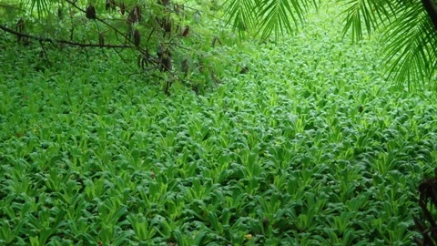 Green Pond Vídeos de archivo 275070585